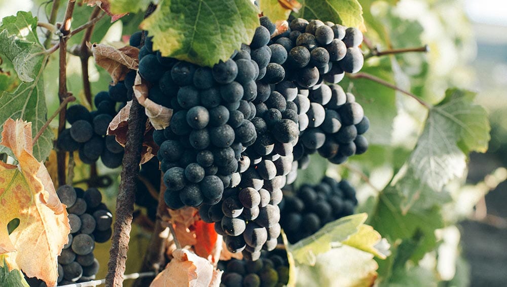 Sangiovese grapes